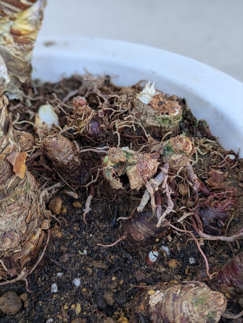 【コンパクトサイズ】ユッカ　デスメティアーナ子株付き