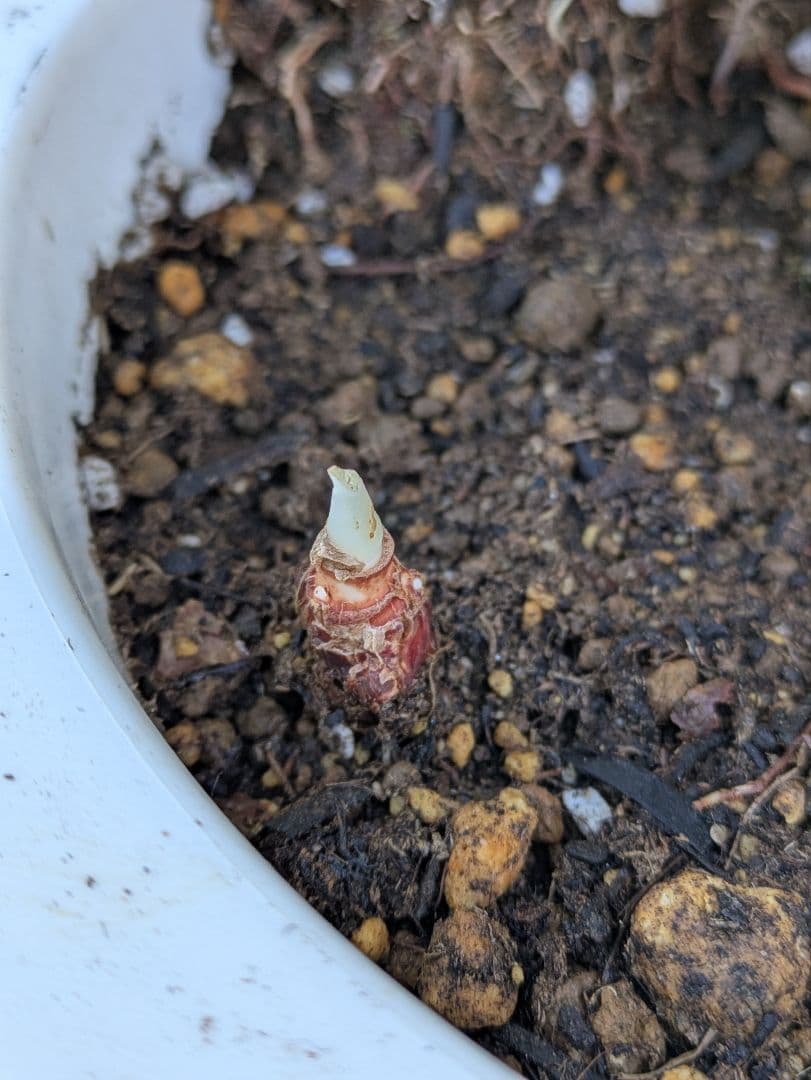 【コンパクトサイズ】ユッカ　デスメティアーナ子株付き