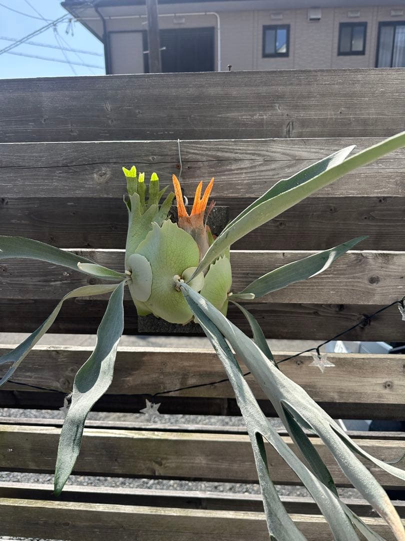 P.veitchii cv. Pumilum OC 親株