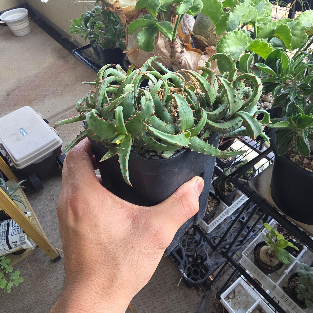 カスティロニアエ　アロエ