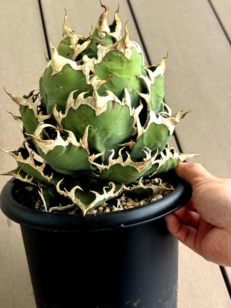 【限定値下げ中】アガベ　チタノタ　シーザー　超大株