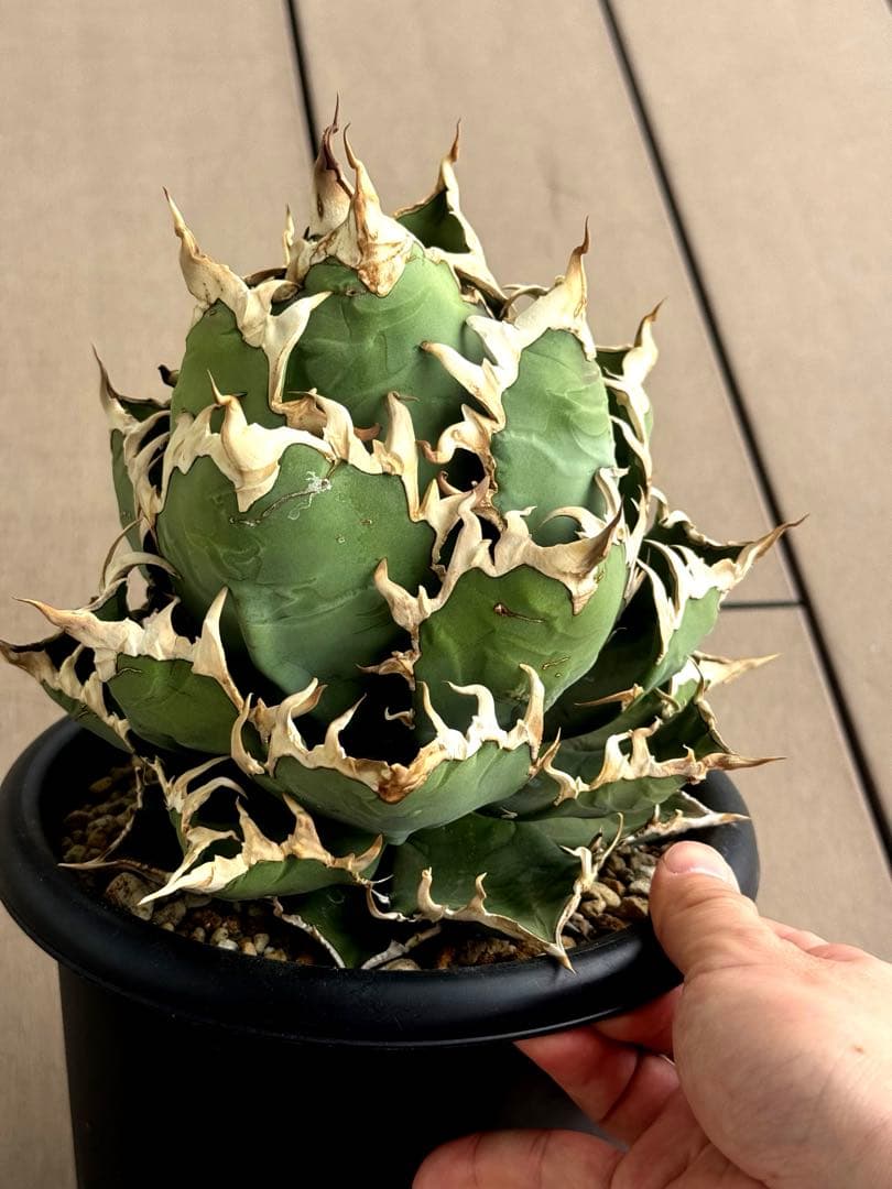 【限定値下げ中】アガベ　チタノタ　シーザー　超大株