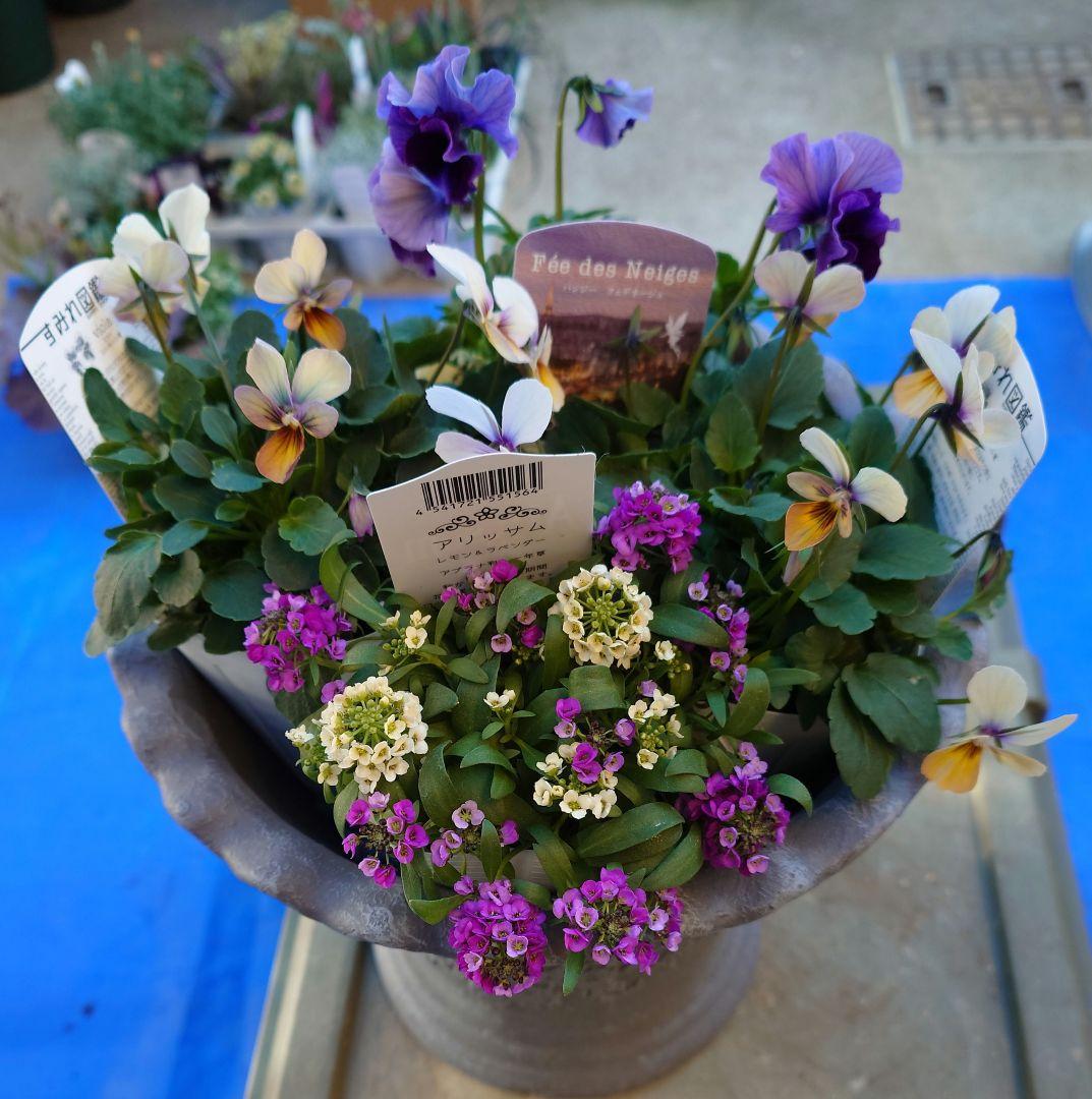 寄せ植え花　すみれ図鑑　あ美ページ