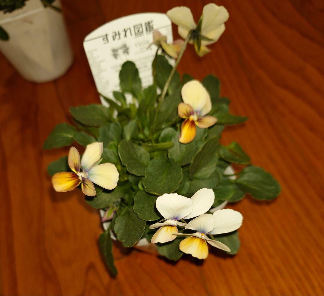 寄せ植え花　すみれ図鑑　あ美ページ