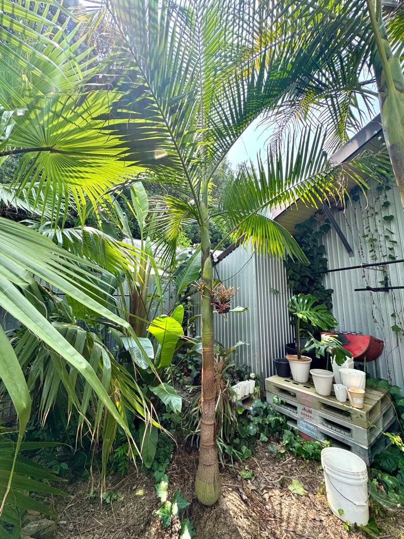 ヤシの木 2.7M ユスラヤシモドキ　バンガローパーム　ユスラヤシ