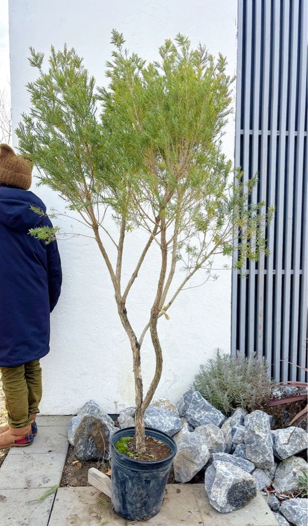 ※まさ 超美形。仕立てメラレウカ レッドジェム1.8M(鉢底から)品番C