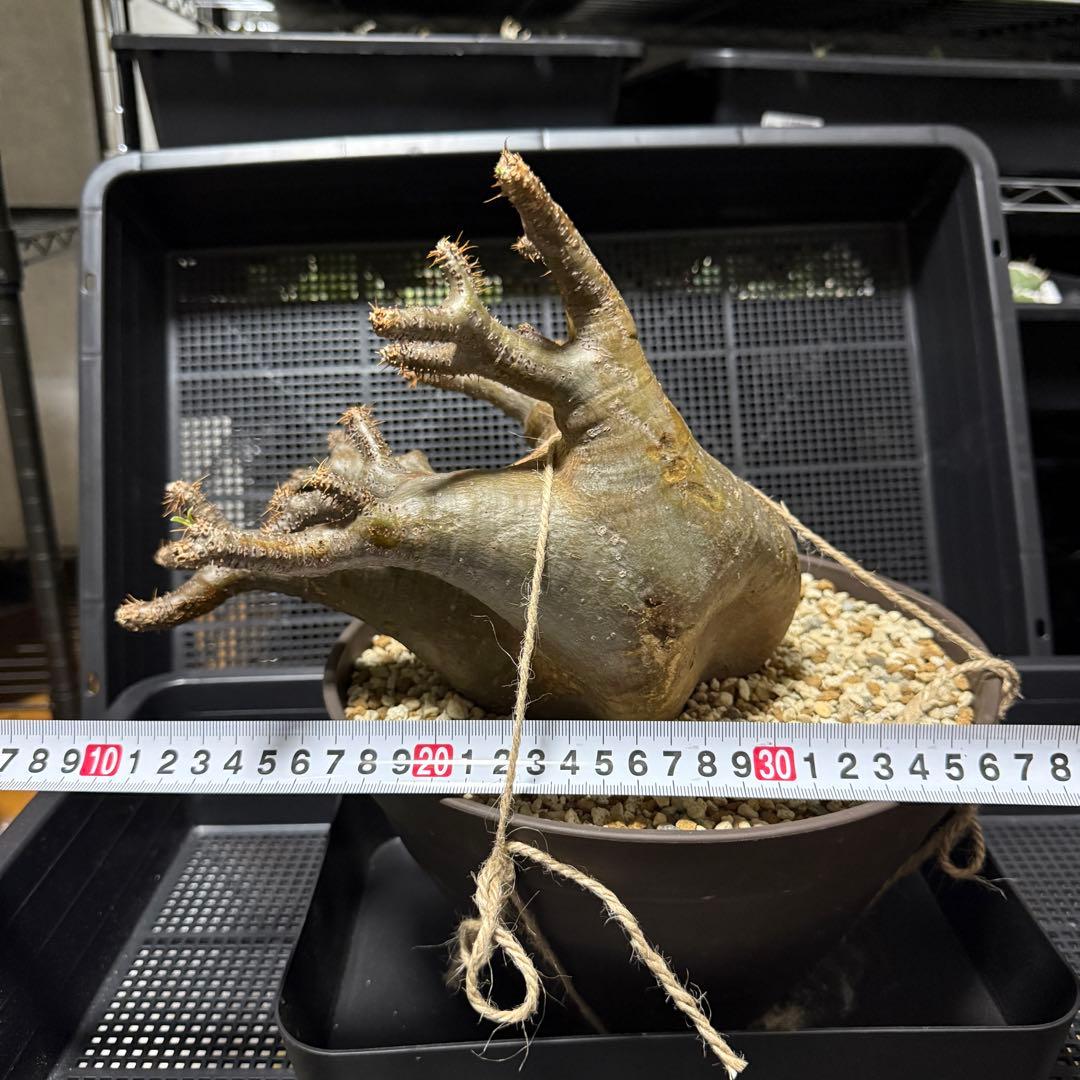 パキポディウム グラキリス 大株 塊根植物 #2