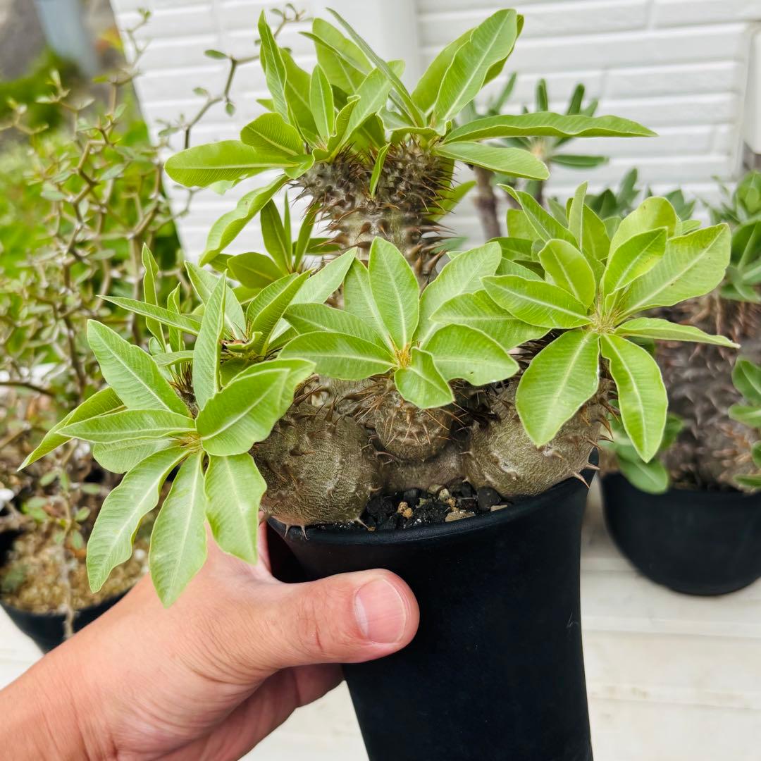 コレクション株 実生 パキポディウム マカイエンセ 魔界玉 充実株 多頭