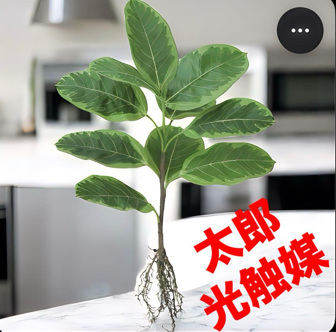 光触媒　人工観葉植物　ウォールグリーン　フェイクグリーン　アルテシマルーツ