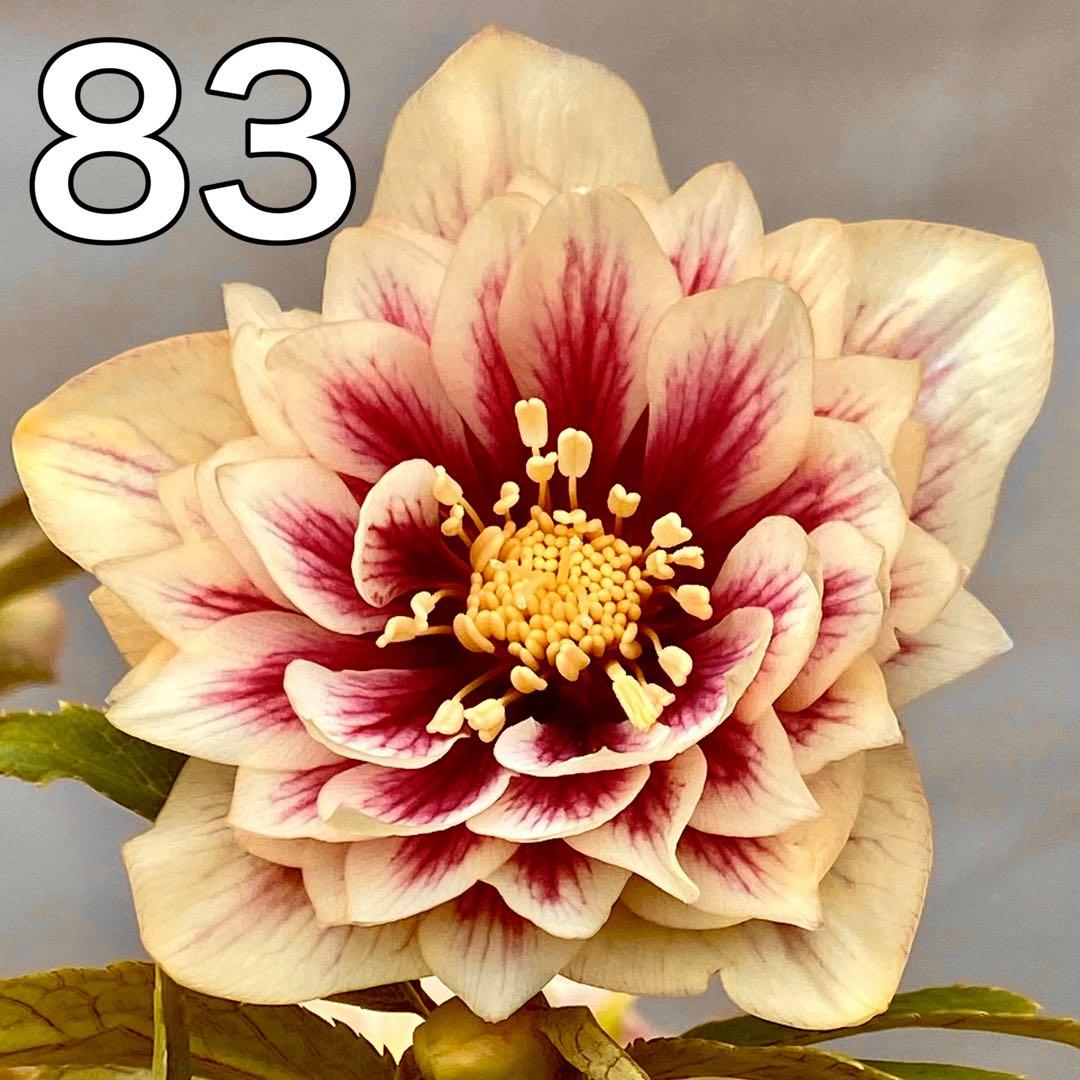 ソレイユセルフ苗★クリスマスローズ苗　リバーシブルオーレア