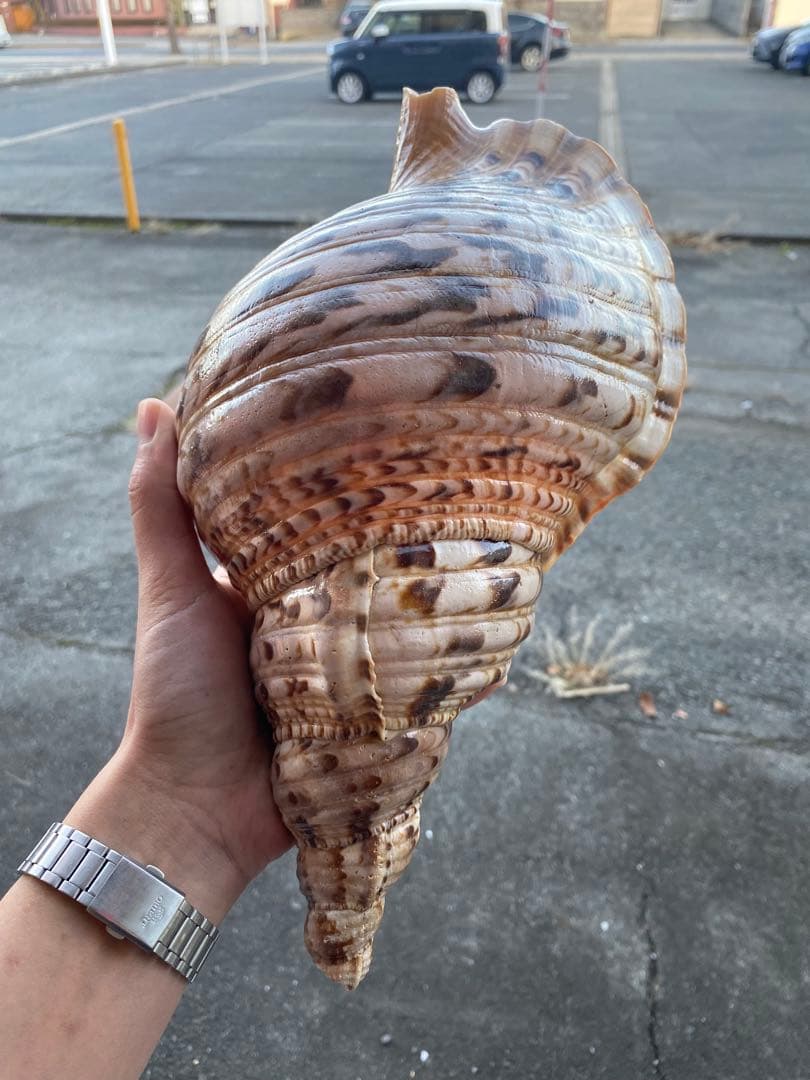 法螺貝　ホラ貝　35cm 936グラム