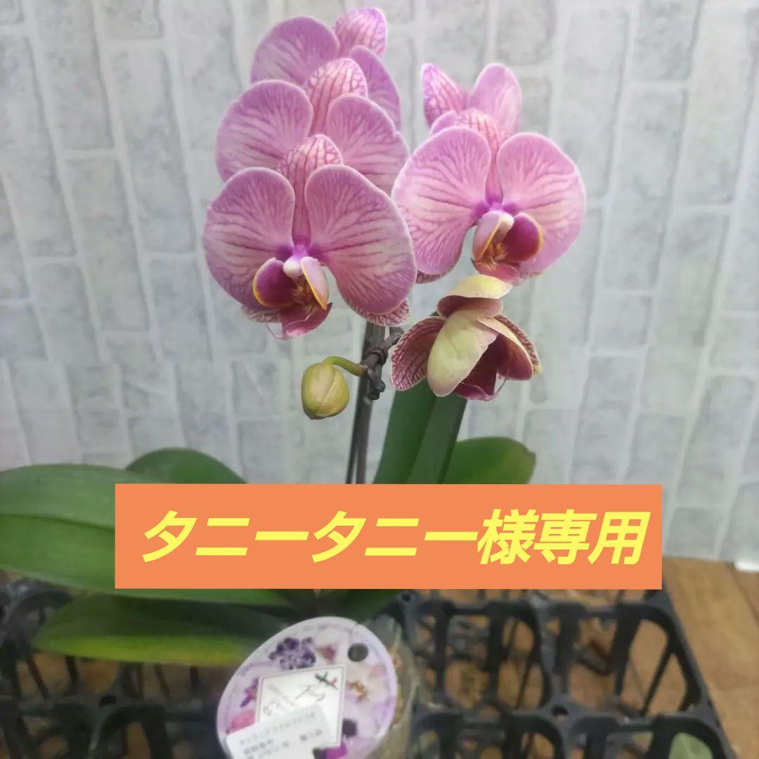 リトルファラオ⭐️一株　⭐️スイートガール3ポット