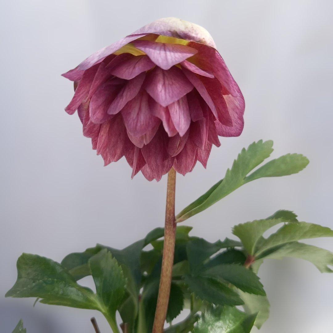 専用、お買い得！クリスマスローズ4個セット