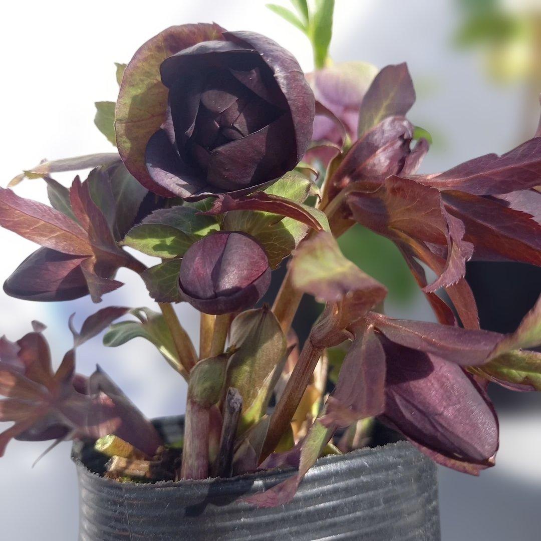 専用、お買い得！クリスマスローズ4個セット