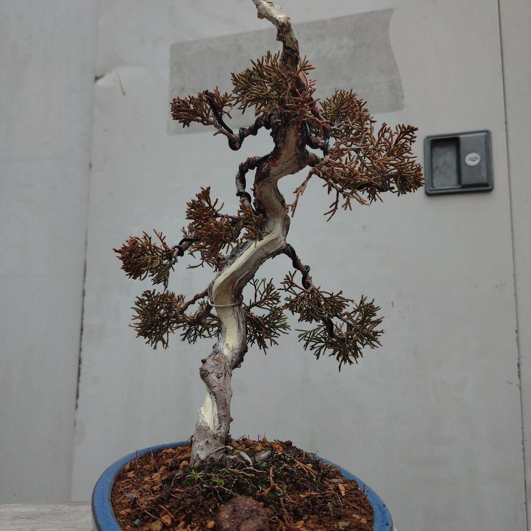 真柏（糸魚川）