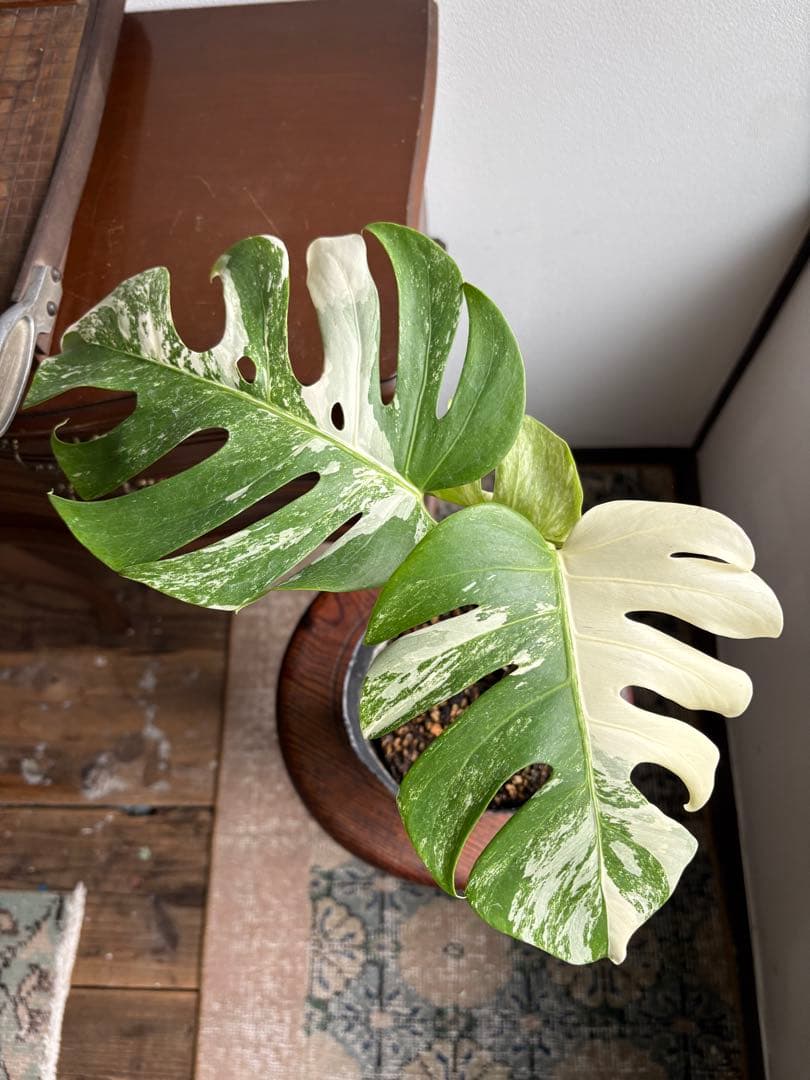 モンステラ ペッサム 斑入り バリエガータ 5号鉢