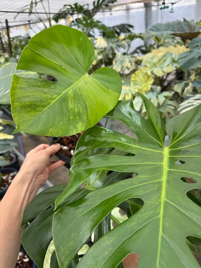 G2モンステラ　GOG