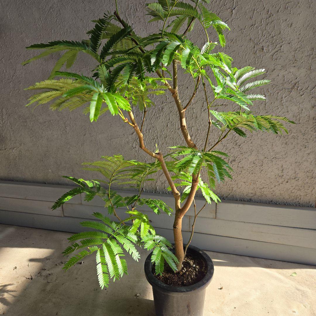 ⑭　エバーフレッシュ　８号　最高等級極上品‼️