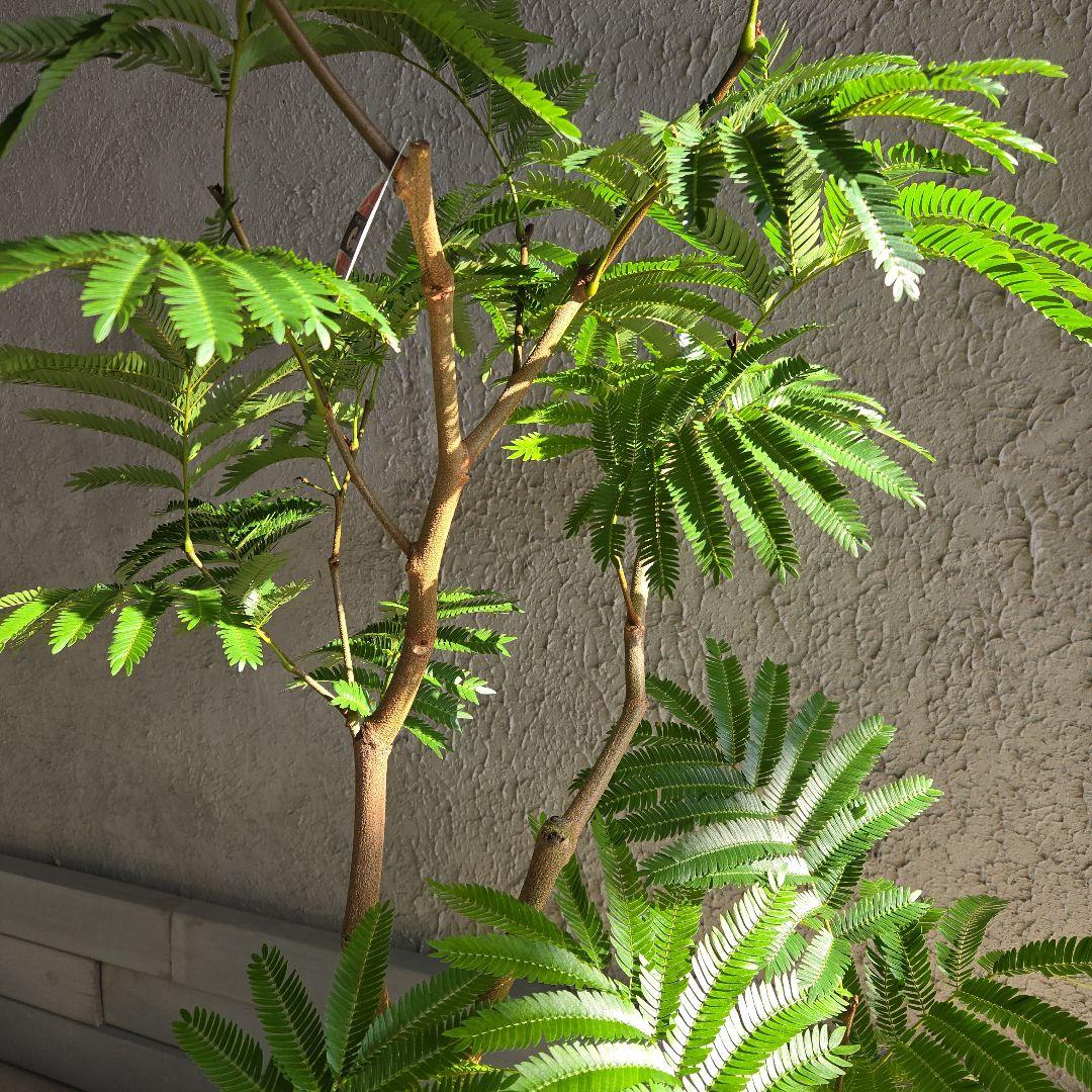 ⑭　エバーフレッシュ　８号　最高等級極上品‼️