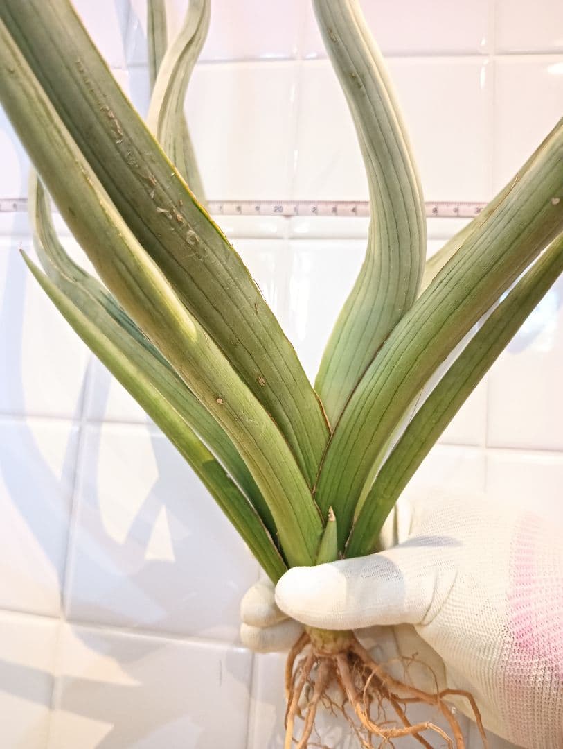 ☆S-32 超希少 特大 標本級ダンシングドラゴン ベアルート