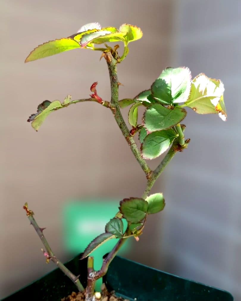 激レア　バラ苗　　6号鉢　入手困難