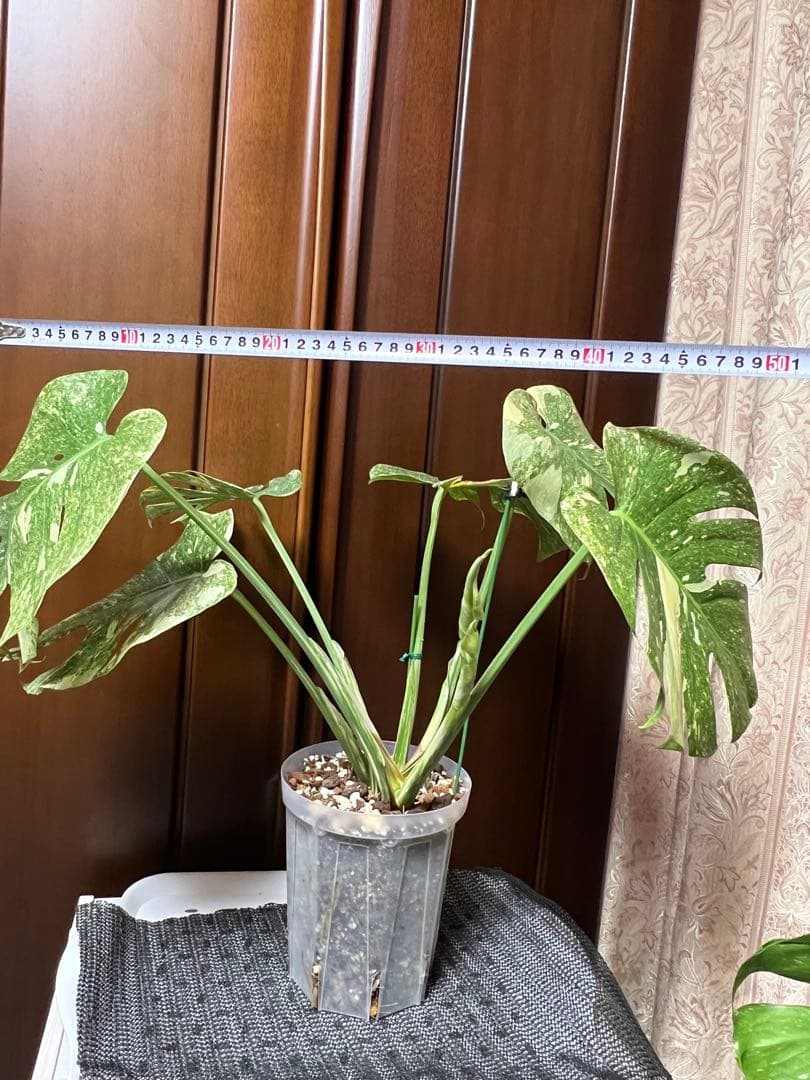 斑入りモンステラデリショーサダイアモンドレガシー