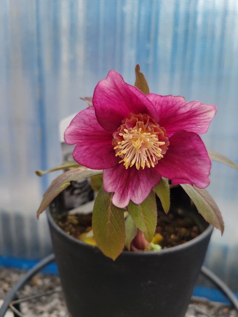 広瀬園芸　クリスマスローズ　レッド系セミダブル