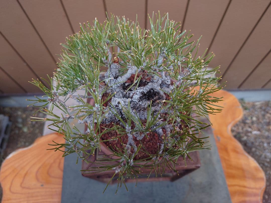 盆栽　黒松　樹高15cm