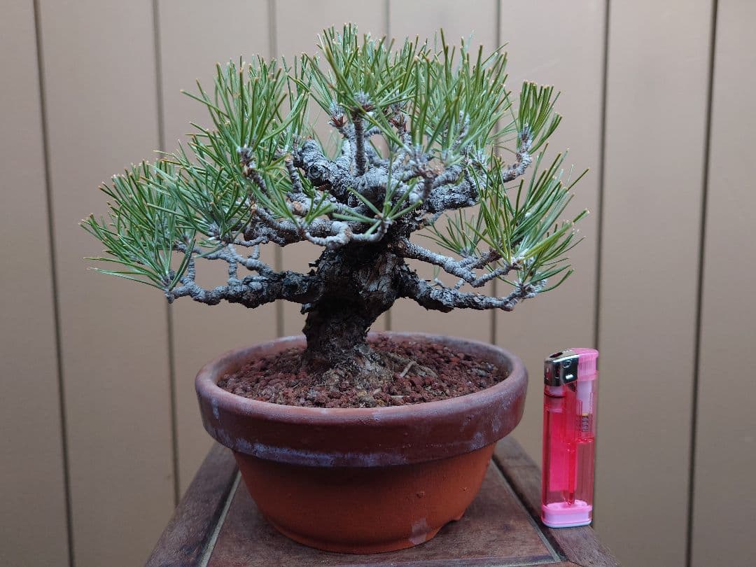 盆栽　黒松　樹高15cm