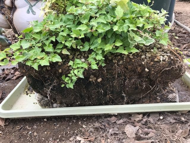 へデラヘリックス-2