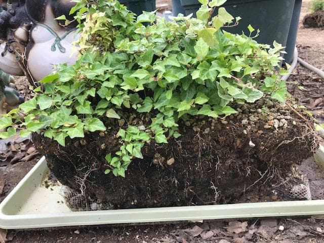 へデラヘリックス-2