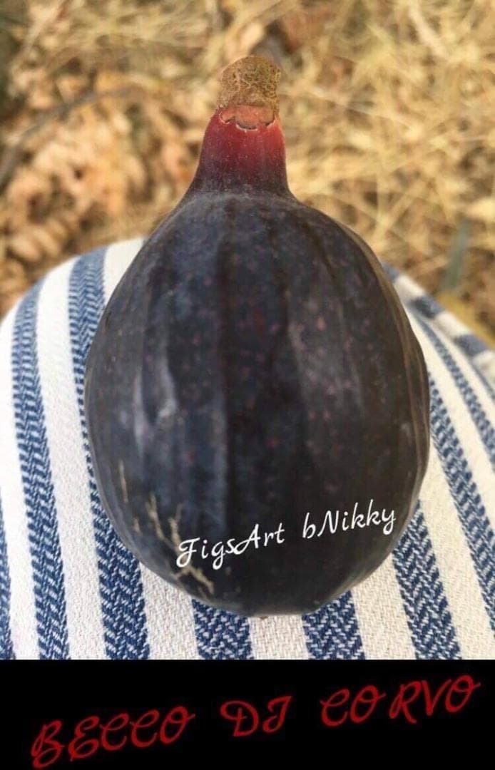 イチジク苗木　　「BECCO DI CORVO」2-20