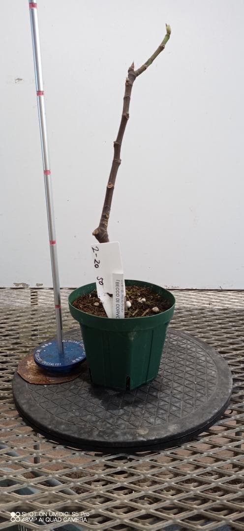 イチジク苗木　　「BECCO DI CORVO」2-20