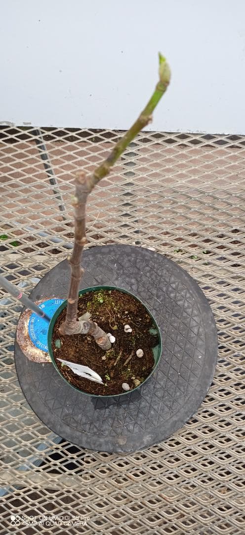 イチジク苗木　　「BECCO DI CORVO」2-20