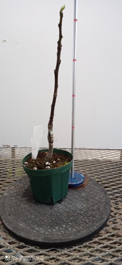 イチジク苗木　　「BECCO DI CORVO」2-20