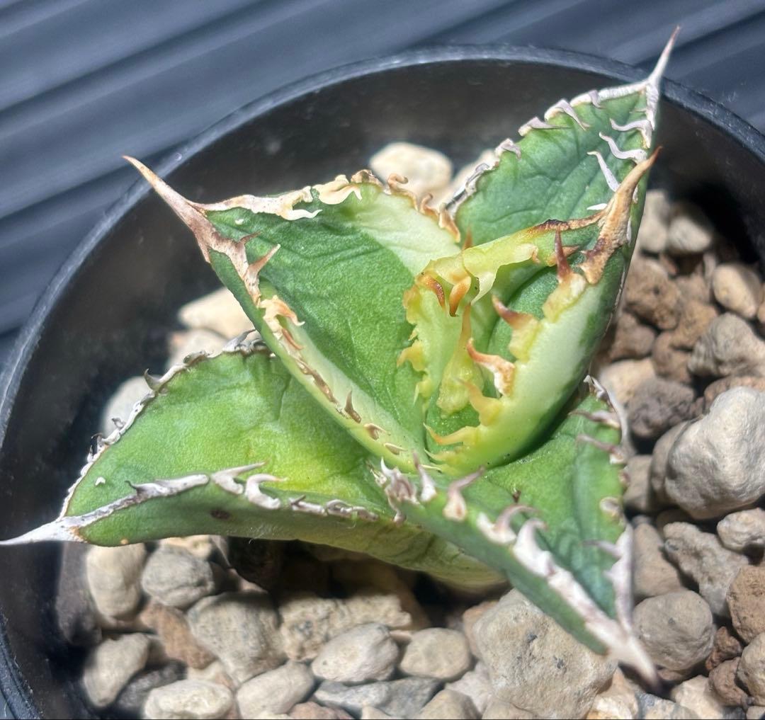 限定！アガベチタノタ大白鯊錦（極上株）超S級激レアsuperホオジロザメ希少株！