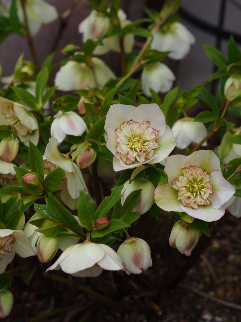 クリスマスローズセミダブル