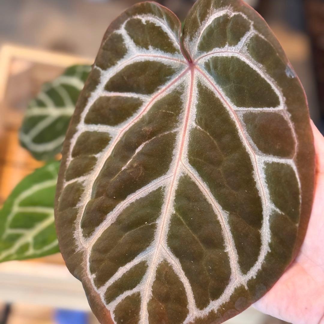 84 アンスリウム　ピンクレモネード×ミシェル　やっと入手した大人気アンスリウム