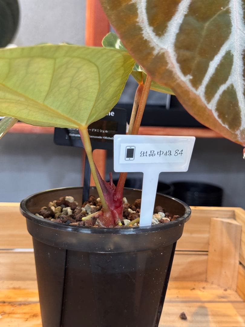 84 アンスリウム　ピンクレモネード×ミシェル　やっと入手した大人気アンスリウム