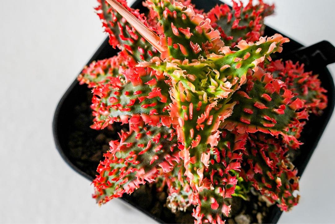 アロエハイブリッド　レッドタグ