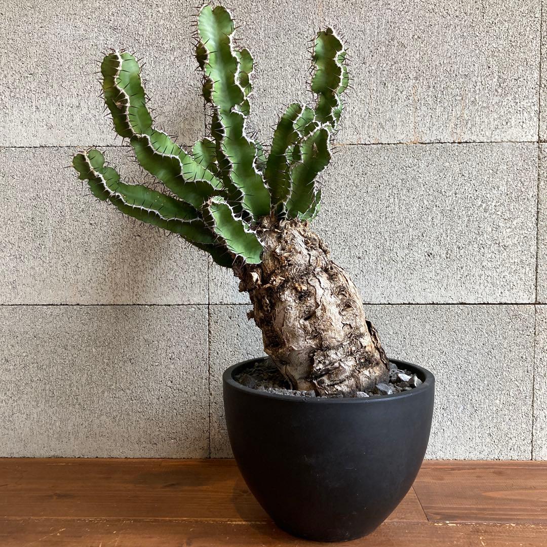 抜き苗 ユーフォルビア ムランジーナ 発根済み