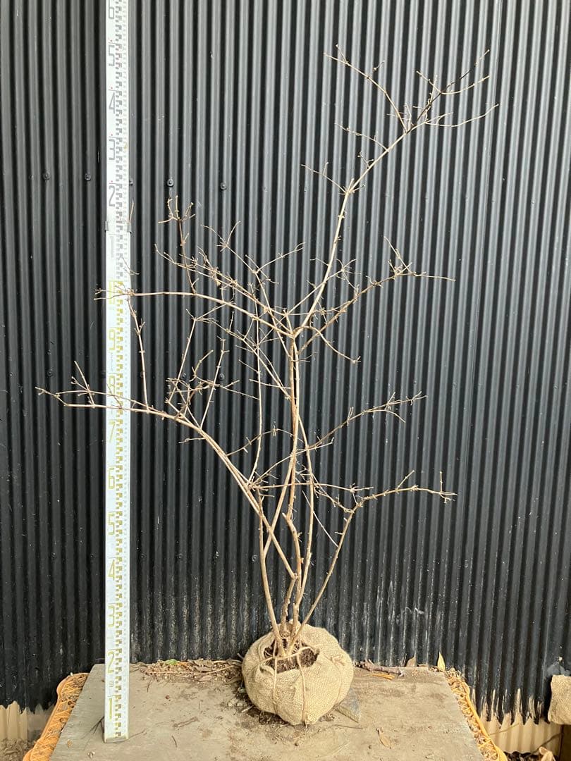 山採り　ウグイスカグラ