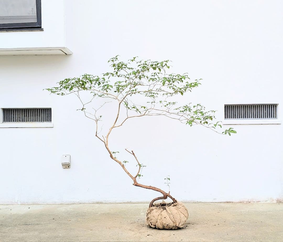 孤高。山採りアセビ。