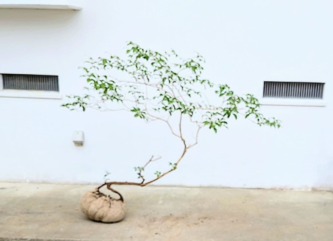 孤高。山採りアセビ。