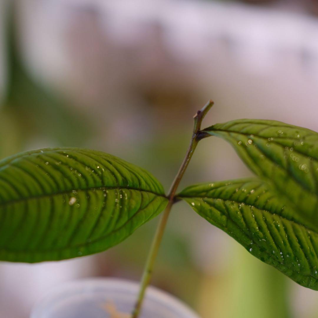 Syzygium jiewhoei｜シジギウム ジエホエイ