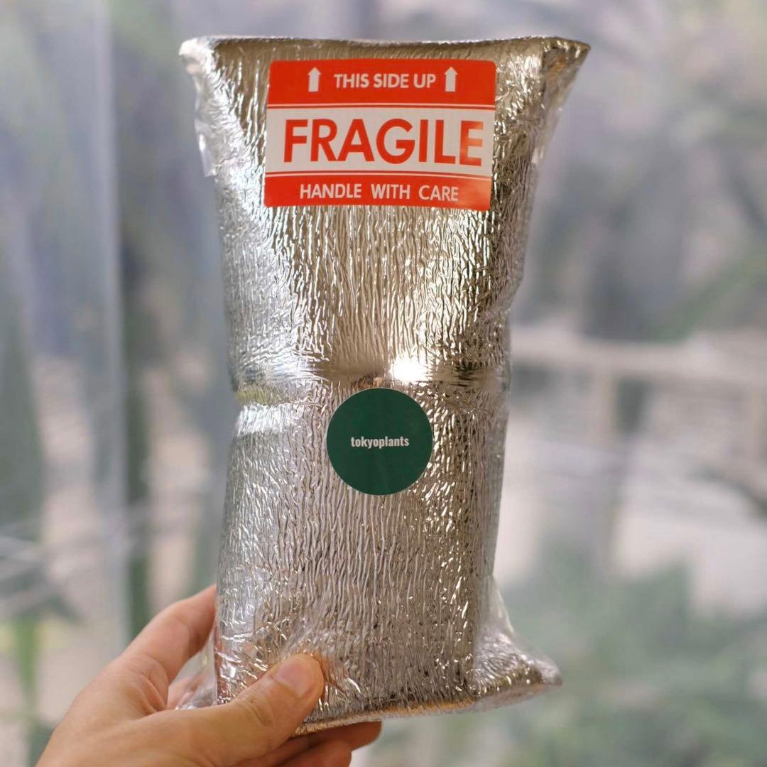 Syzygium jiewhoei｜シジギウム ジエホエイ