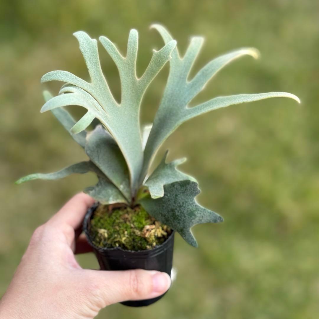 P. willinckii ’Jenny’ TC 2146 (大サイズ)