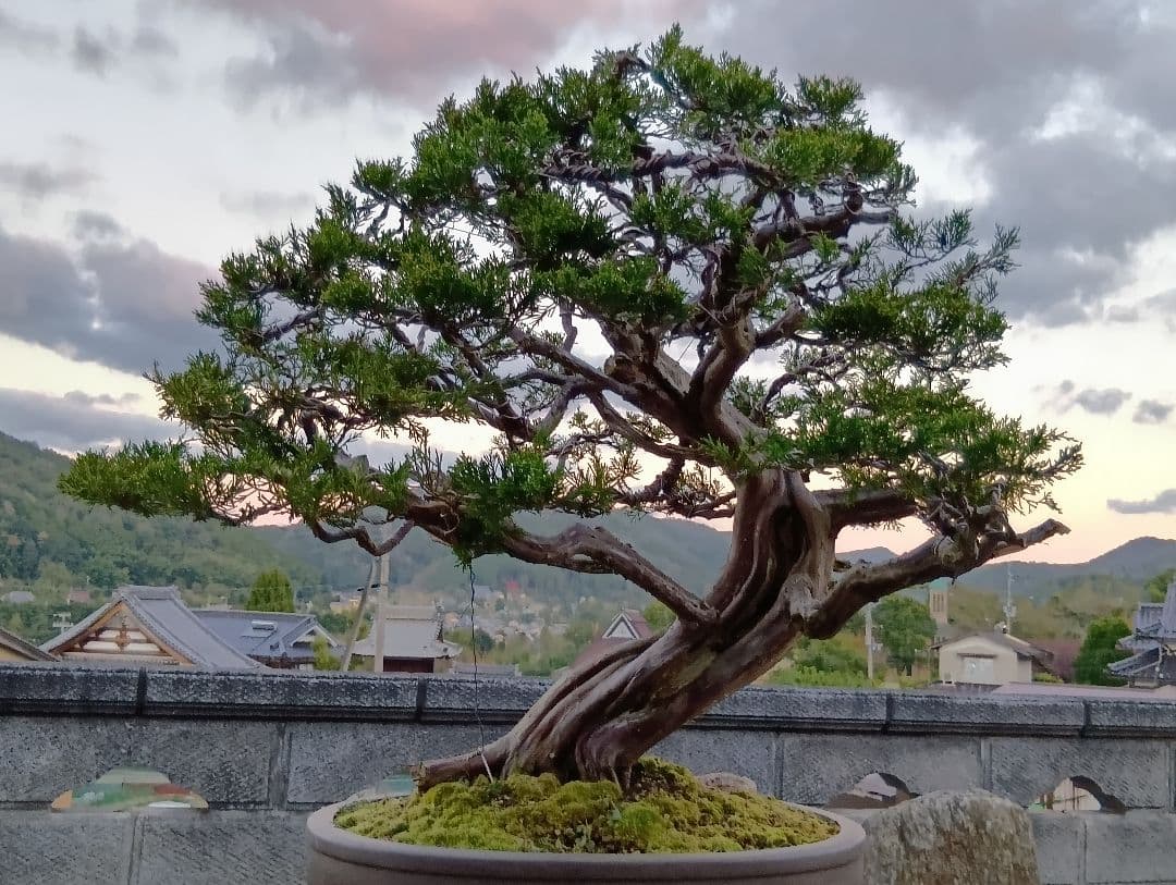 ‼️引き取り限定‼️ 糸魚川真柏 ‼️師走の大放出半価以下‼️今が超お買い得