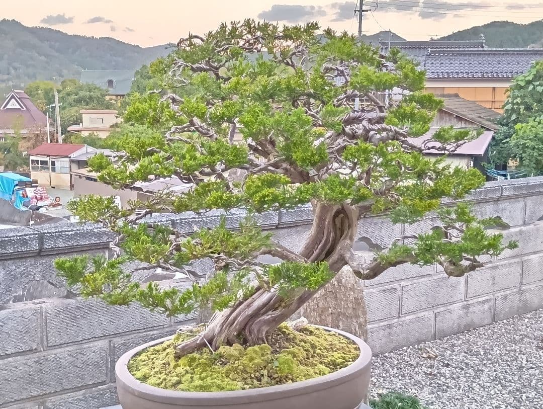 ‼️引き取り限定‼️ 糸魚川真柏 ‼️師走の大放出半価以下‼️今が超お買い得