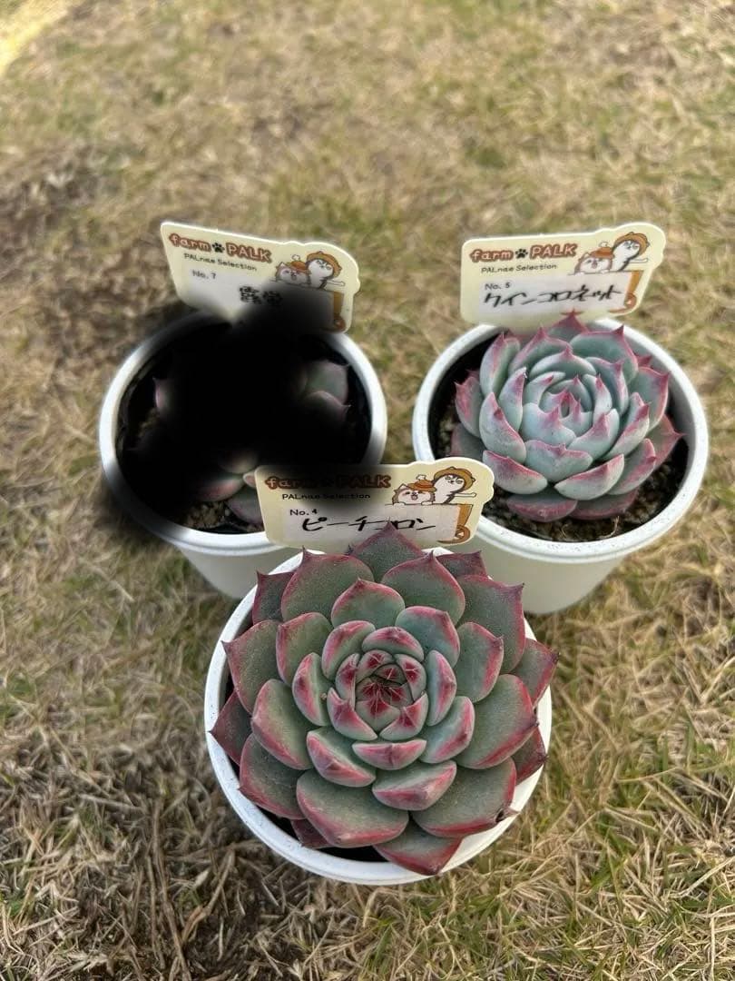 ファームパルクさん苗3点セット札付きポットごと